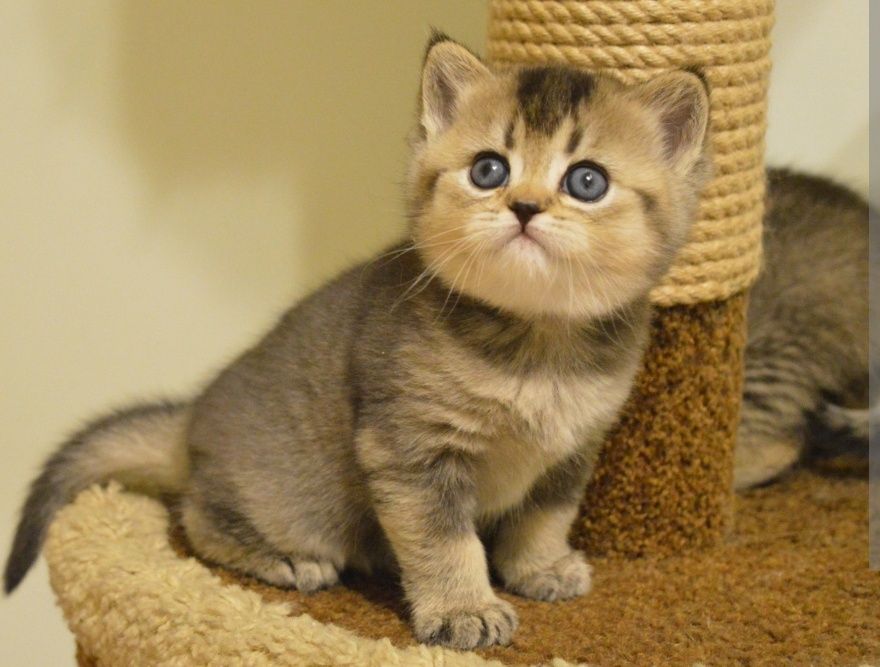 Котята шиншиллы Алматы