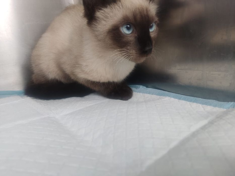 Котёнок мальчик в добрые руки