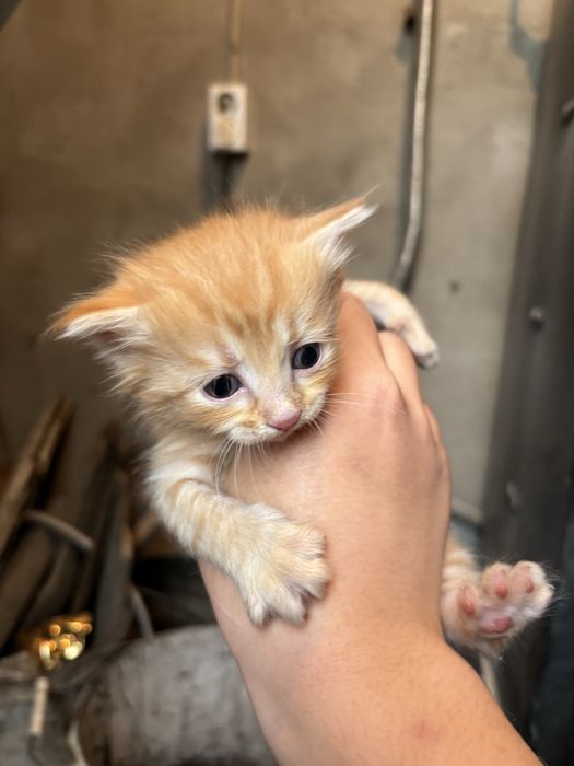Отдам в хороие руки котят