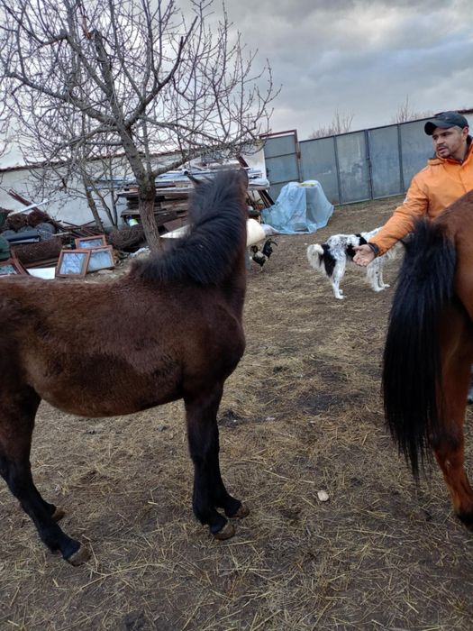 7- месечна кобила