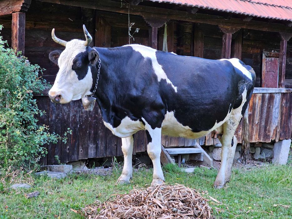 Vaci gestante de vânzare