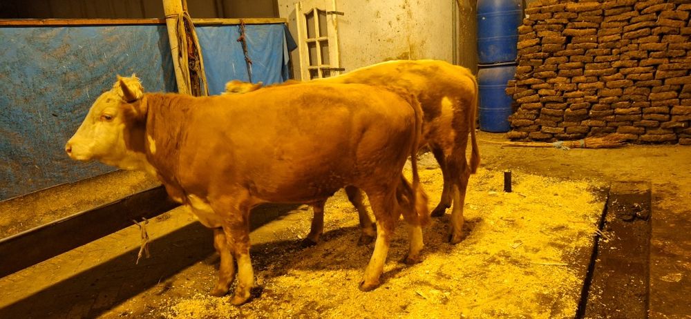 Сменталь новос сотилади