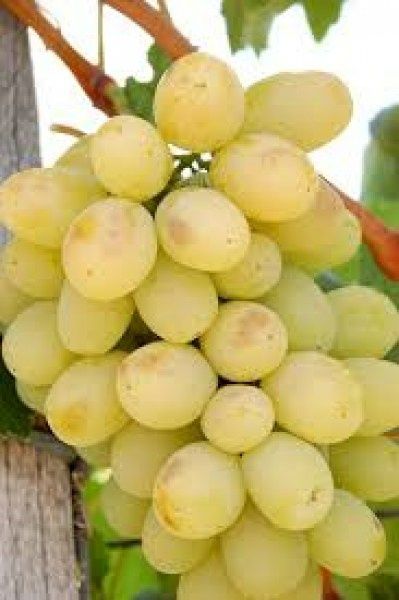 Vita de vie nobila 23  soiuri de masa albe