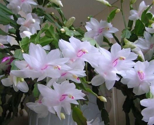 Комнатные растения