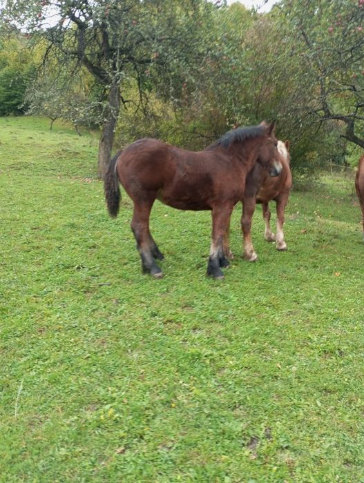 Cai de vânzare  manze