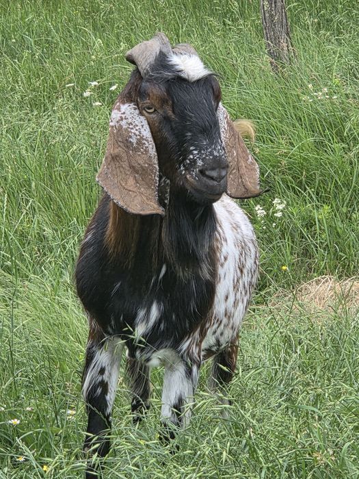Vand tapi anglonubieni sau schimb cu..