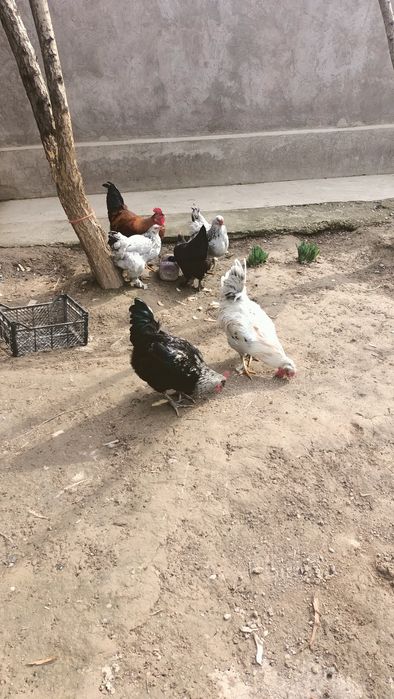 Қораздар сатылады!!!