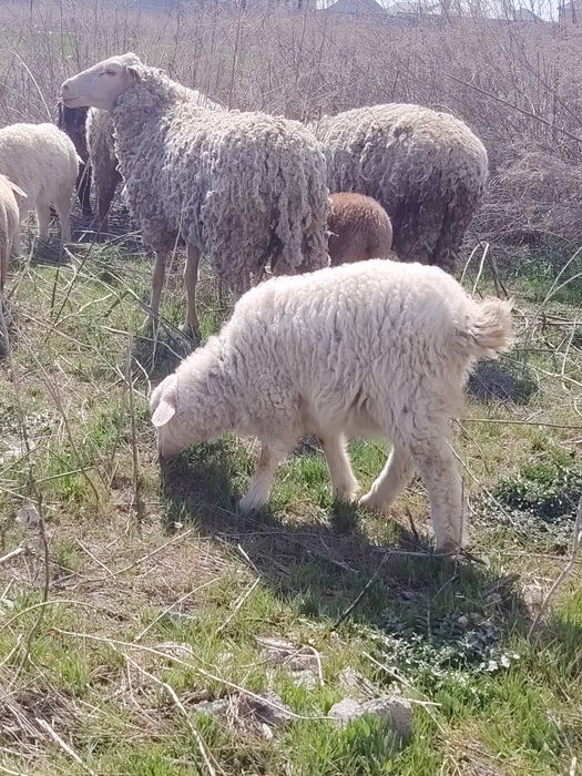 Бараны ягненок козы