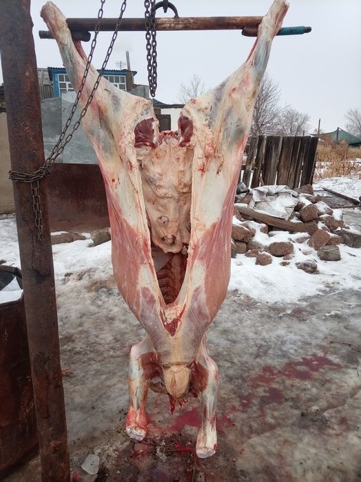 Семіз Тайыншалар кашарлар бар