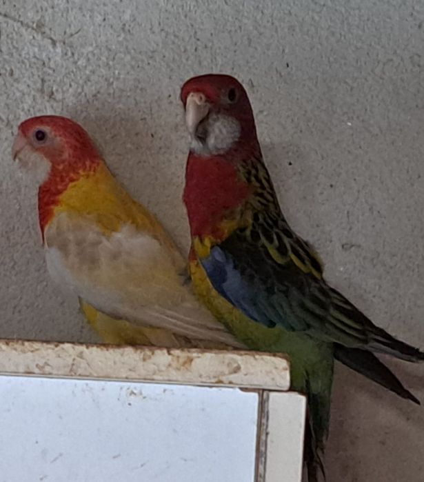 Papagali cantatori ,Nimfe,Micul si Marele Alexandru, Rossela, Agaponis