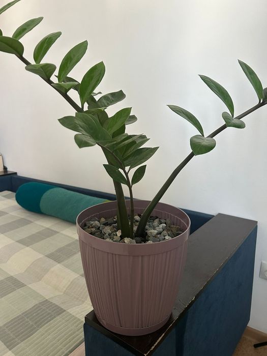 Комнатные цветы. Замиокулькас