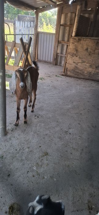 Iadă aglo-nubian 3 luni