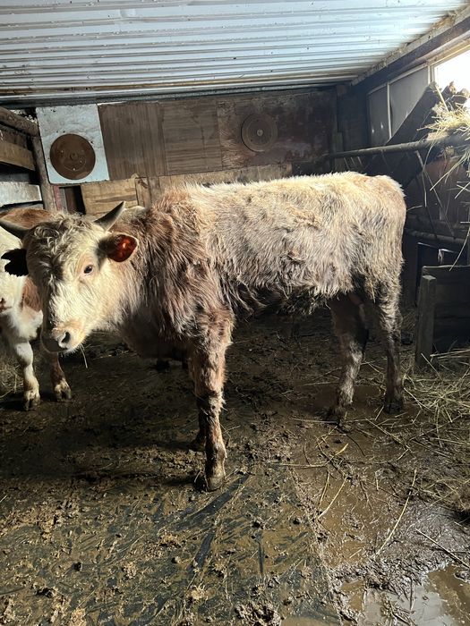 Продаются бычки годовалые