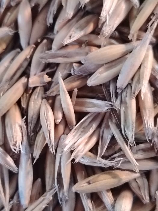 Vand ovăz calitate f bună