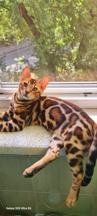 Красивейшие бенгальские котята