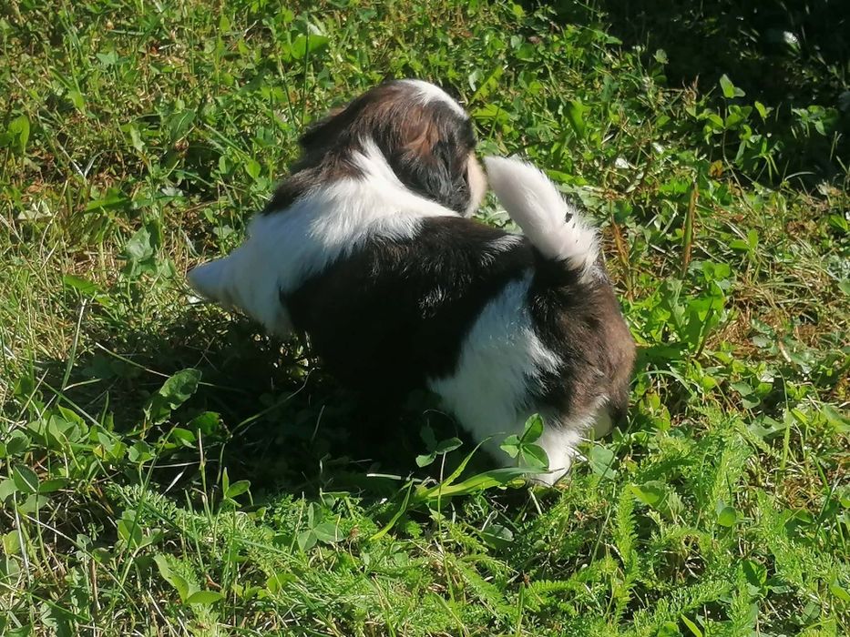 Pui shih tzu de vanzare