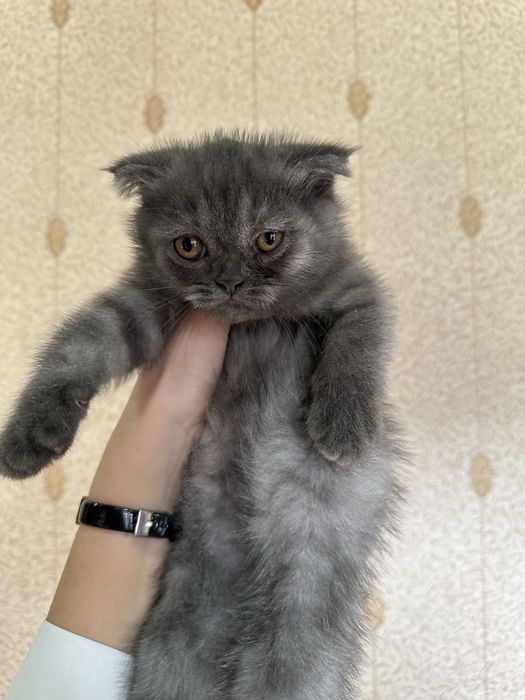 Продаются два чистокровных фолда