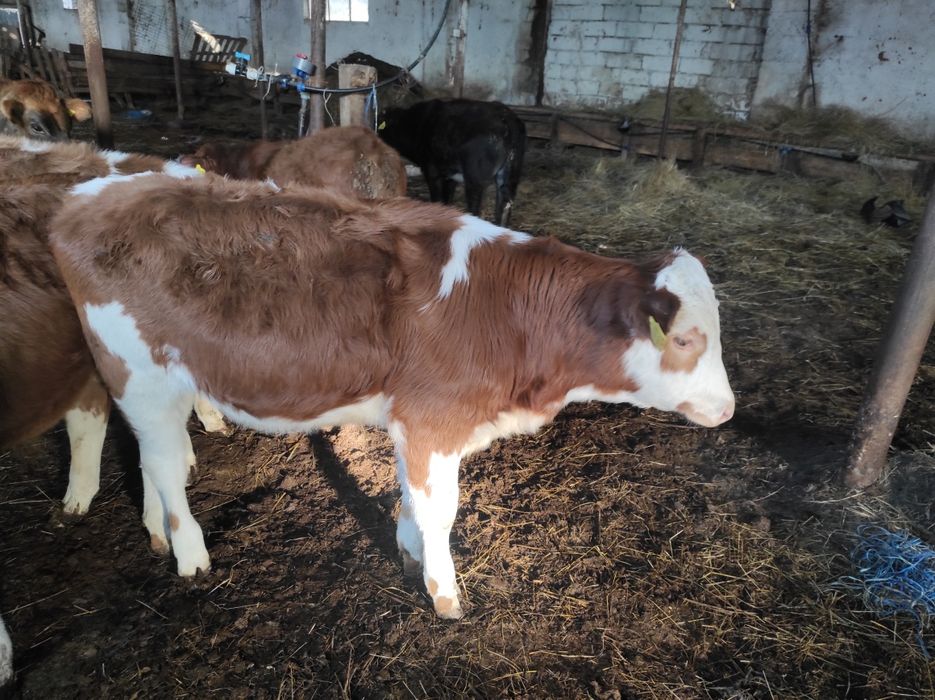 Vand/schimb vitea baltata