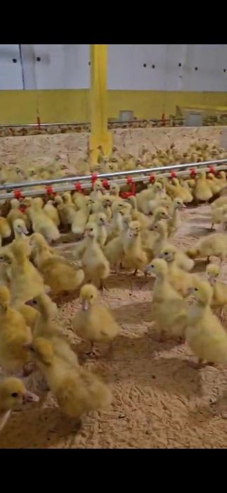 Гусята утята бройлер