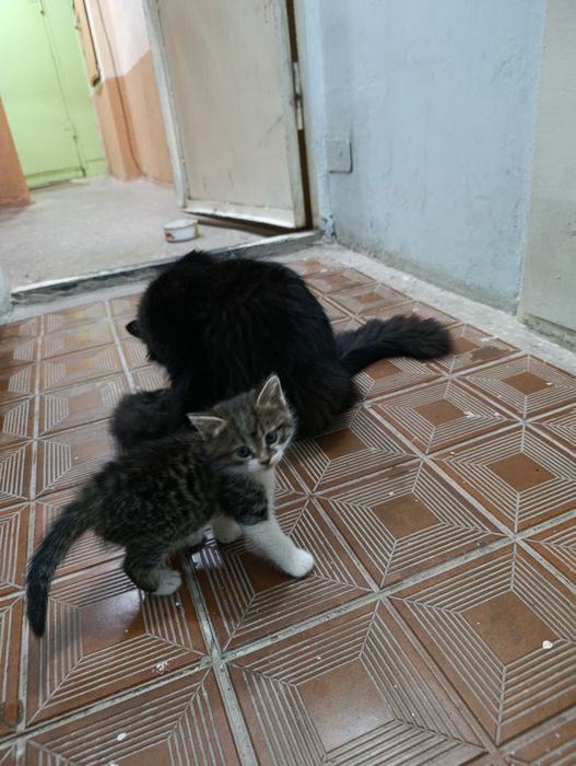 Отдам котят в хорошие руки