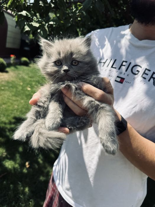 Scottish fold va strait