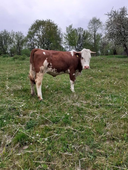 Vând junincă mai multe detali la telefon