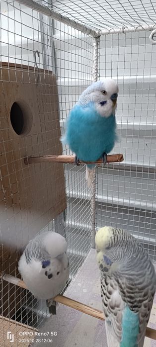 Canari de cantec și peruși