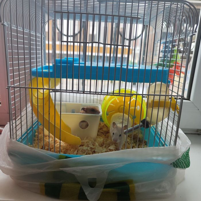 Хомяк сотилади срочно