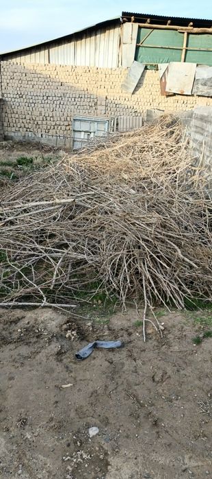 Otin sotiladi xolati idea,l xamasiga 200 kg ga mas