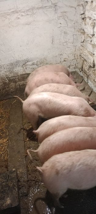 Женско 80 кг и малки по 30 кг