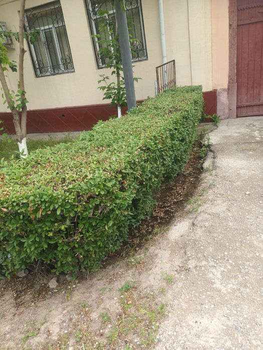 Изгородь тегін тек ғазып алып кетсеңдер болды