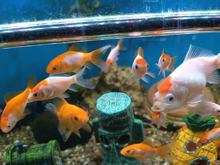 Золотые рыбки кометы