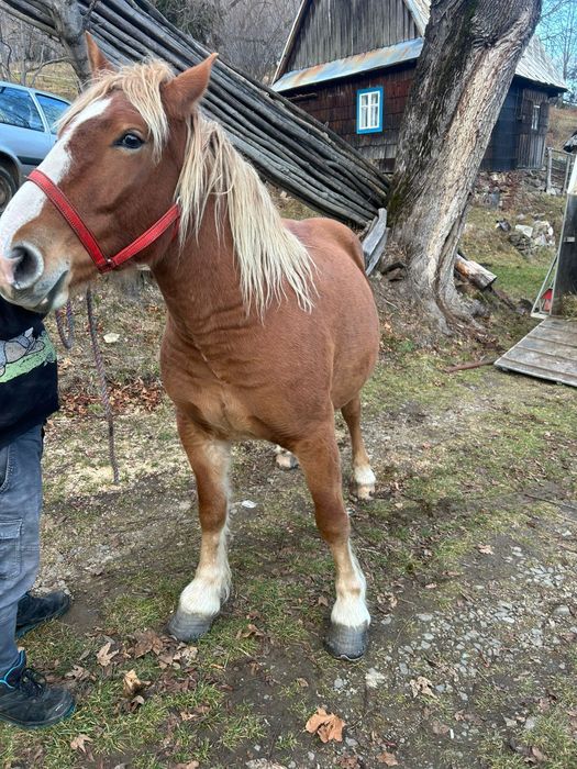 Vand sau schimb iapa din rasa semigreu  fff frumoasa  gestanta
