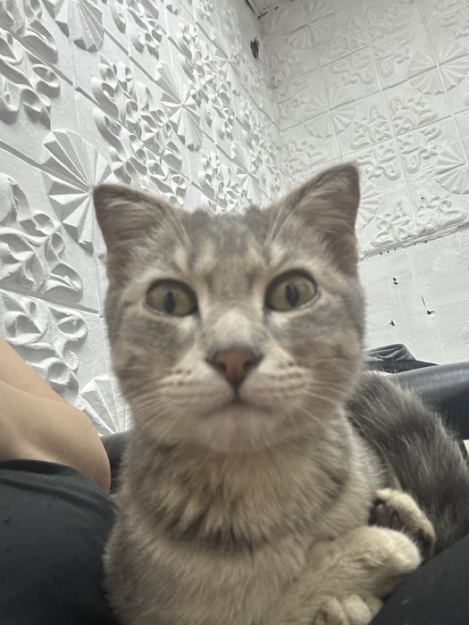 Котенок вислоухий отдам даром