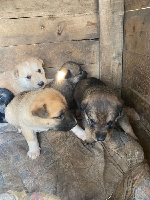 Кутята Бесплатно 1 месяц