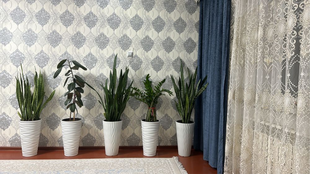 Комнатные цветы для офиса