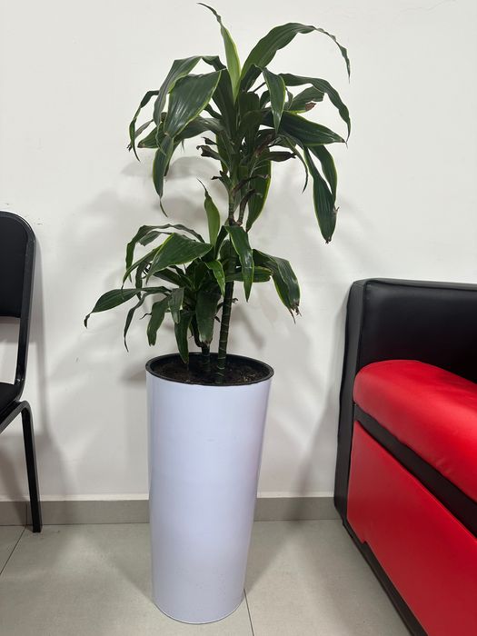 3 ta sifatli PARTALAR sotiladi!