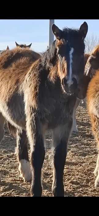 Жеребята- жеребчики