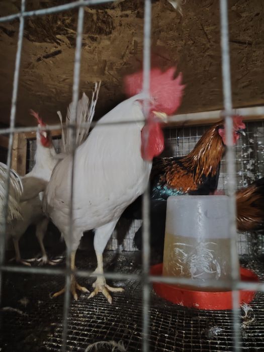 Продаю петухов Легорн