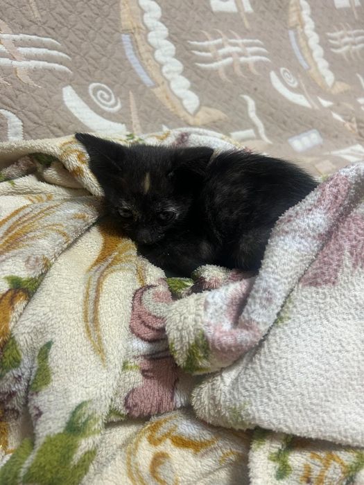 Отдам котят в добрые руки.