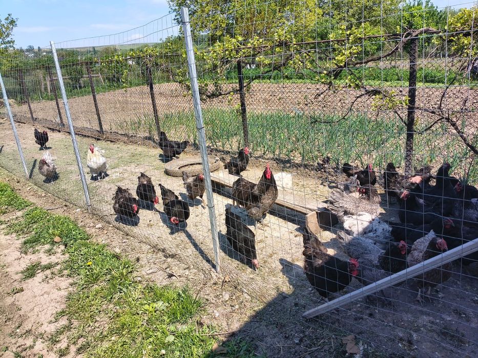 Cocoși Australorp