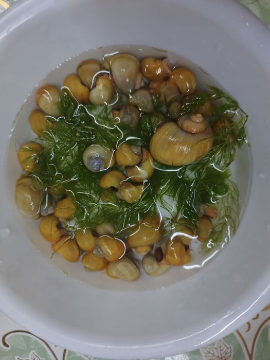 Аквариумные рыбки