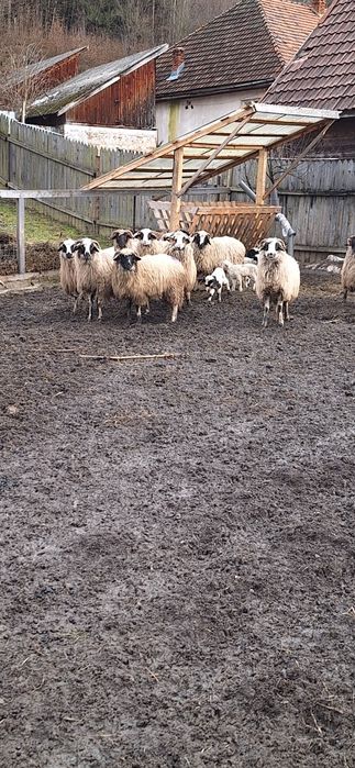 Vând oi de ținut frumoase
