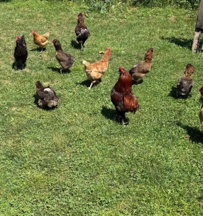Perechi araucana