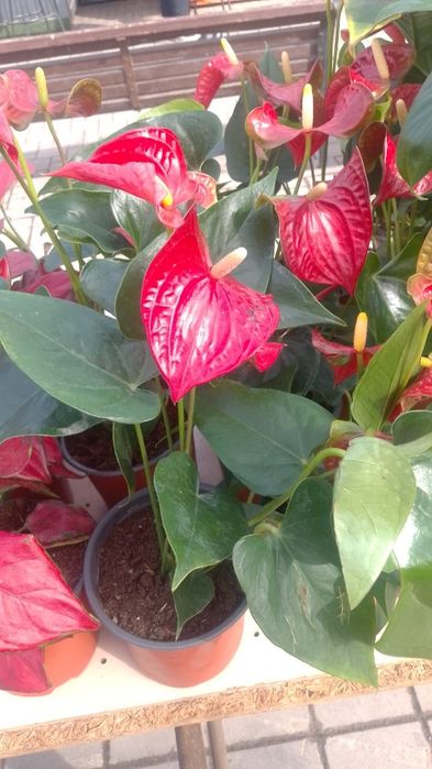 Цветы мужское счастье