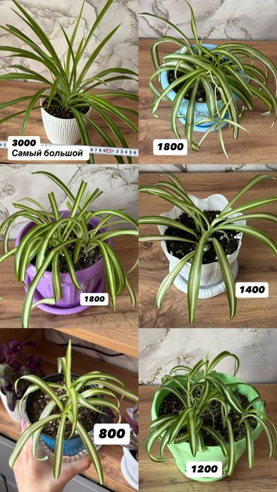 Хлорофитумы разные