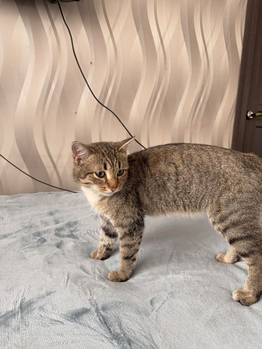 Отдам кота МАРСЕЛЯ