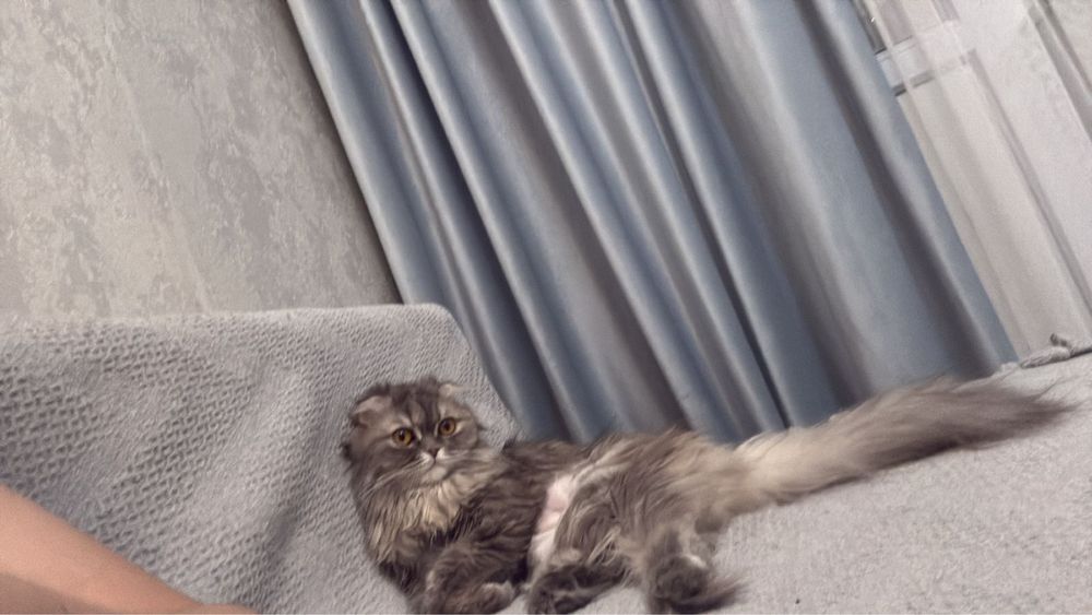 Продам кошку британка