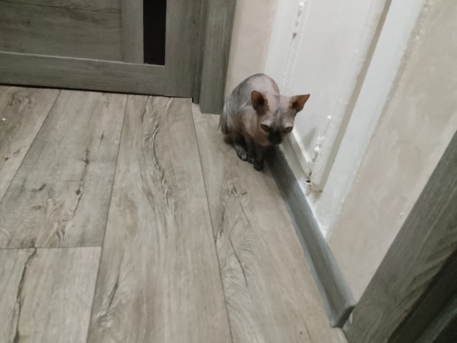 Отдам в добрые руки кошечку