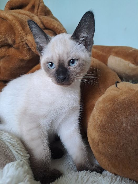 Сиамско коте малко